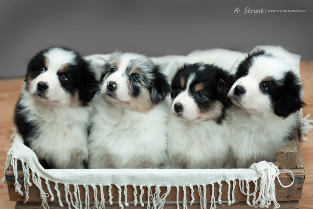 Black And White Australian Shepherd Puppies Group Picture