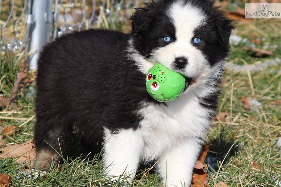 Black And White Australian Shepherd Puppy With Blue Eyes Playing With Ball