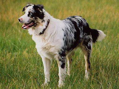 Black And White Australian Shepherd Dog In Fields