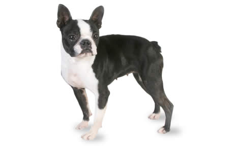 Black And White Boston Terrier Dog With Short Tail
