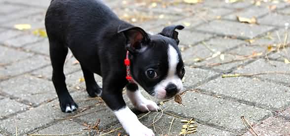 Black And White Boston Terrier Puppy Picture