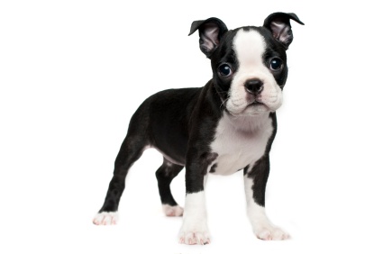 Black And White Boston Terrier Puppy
