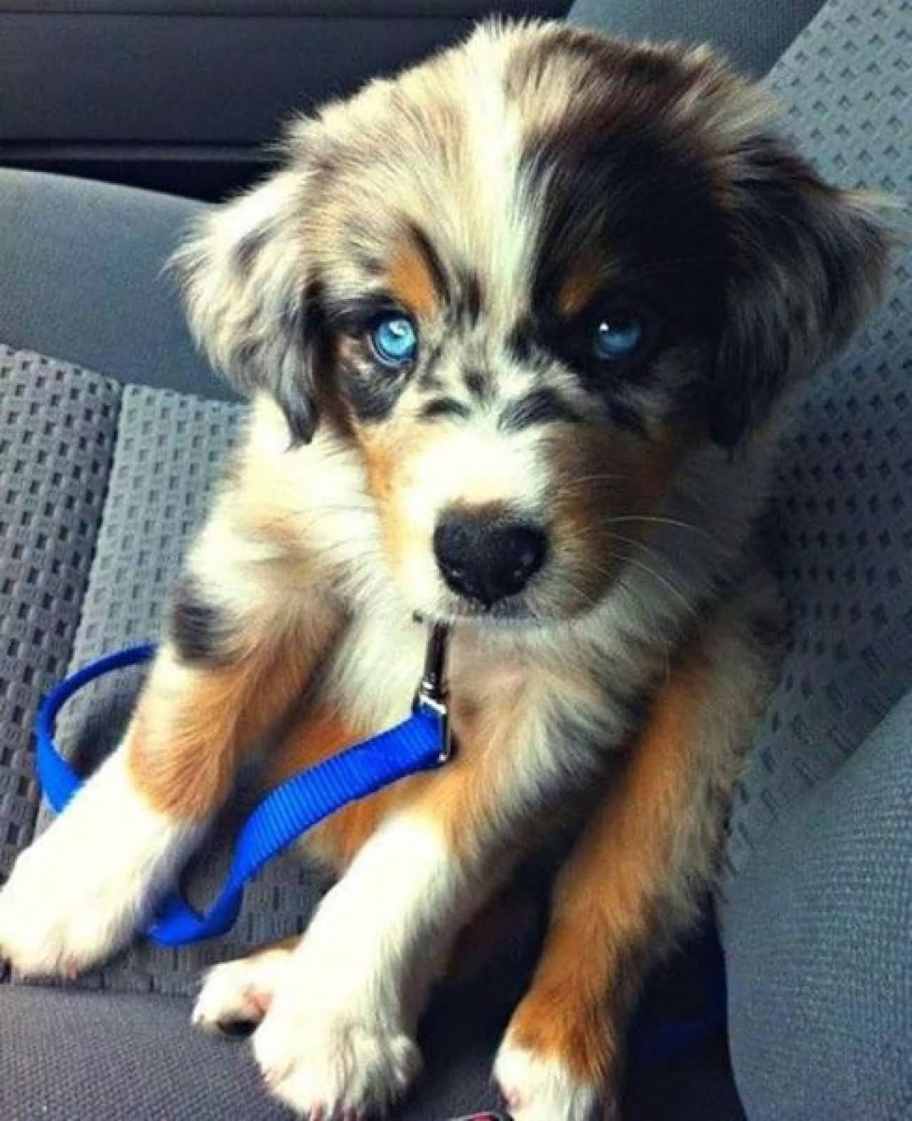 Blue Eyed Australian Shepherd Puppy In Car