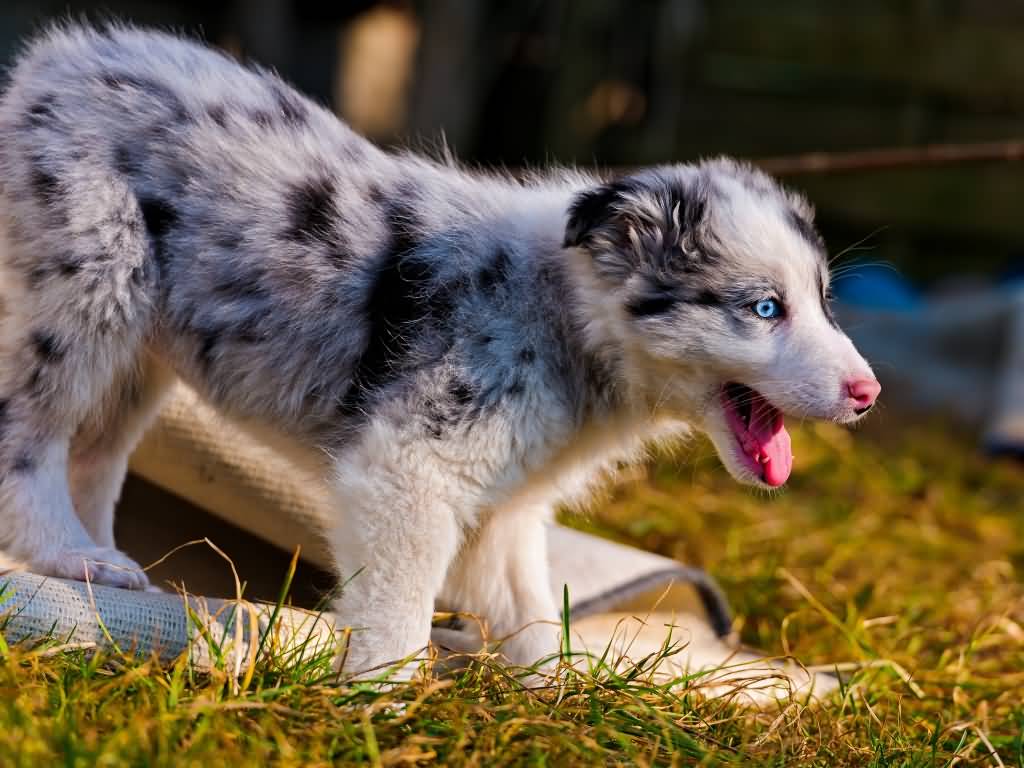 Blue Eyed Australian Shepherd Puppy