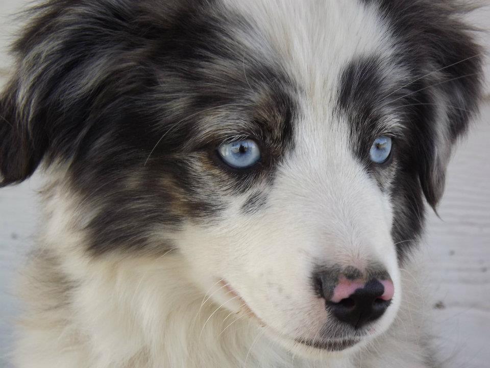 Blue Eyes Australian Shepherd Dog Face Closeup Picture
