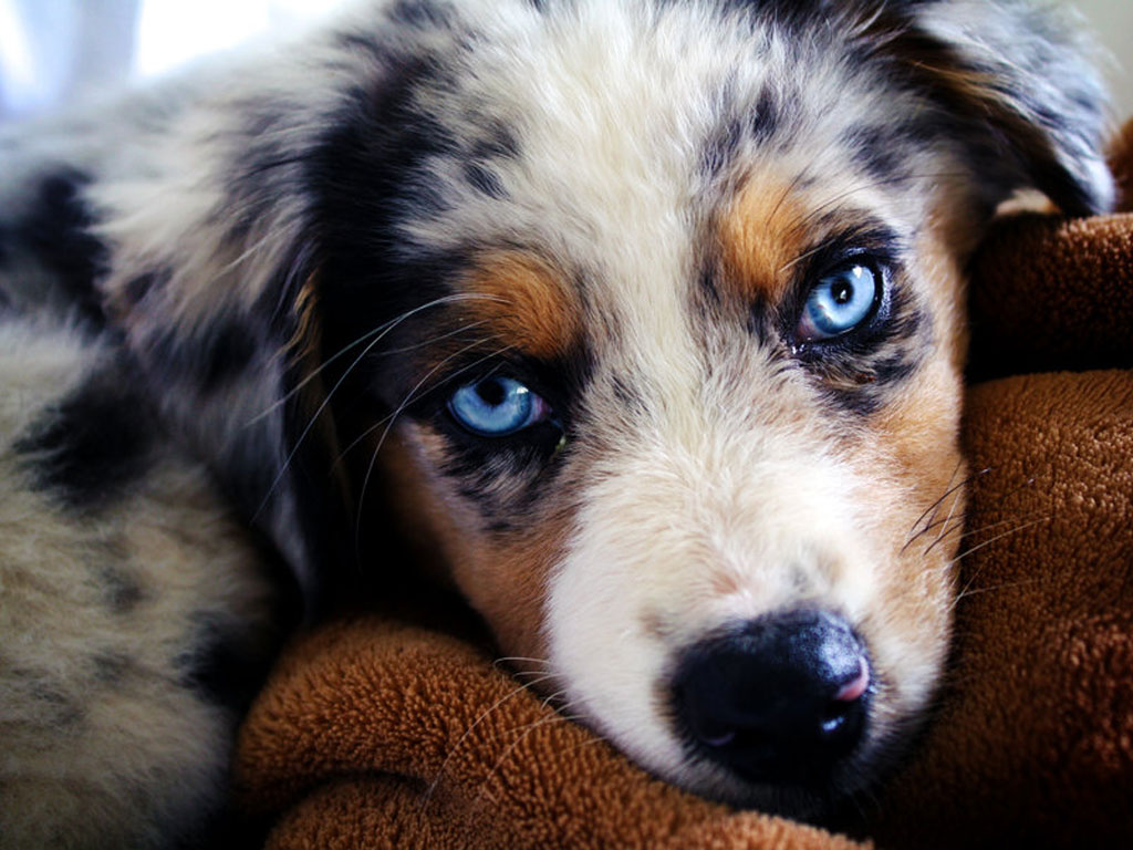 Blue Eyes Australian Shepherd Puppy