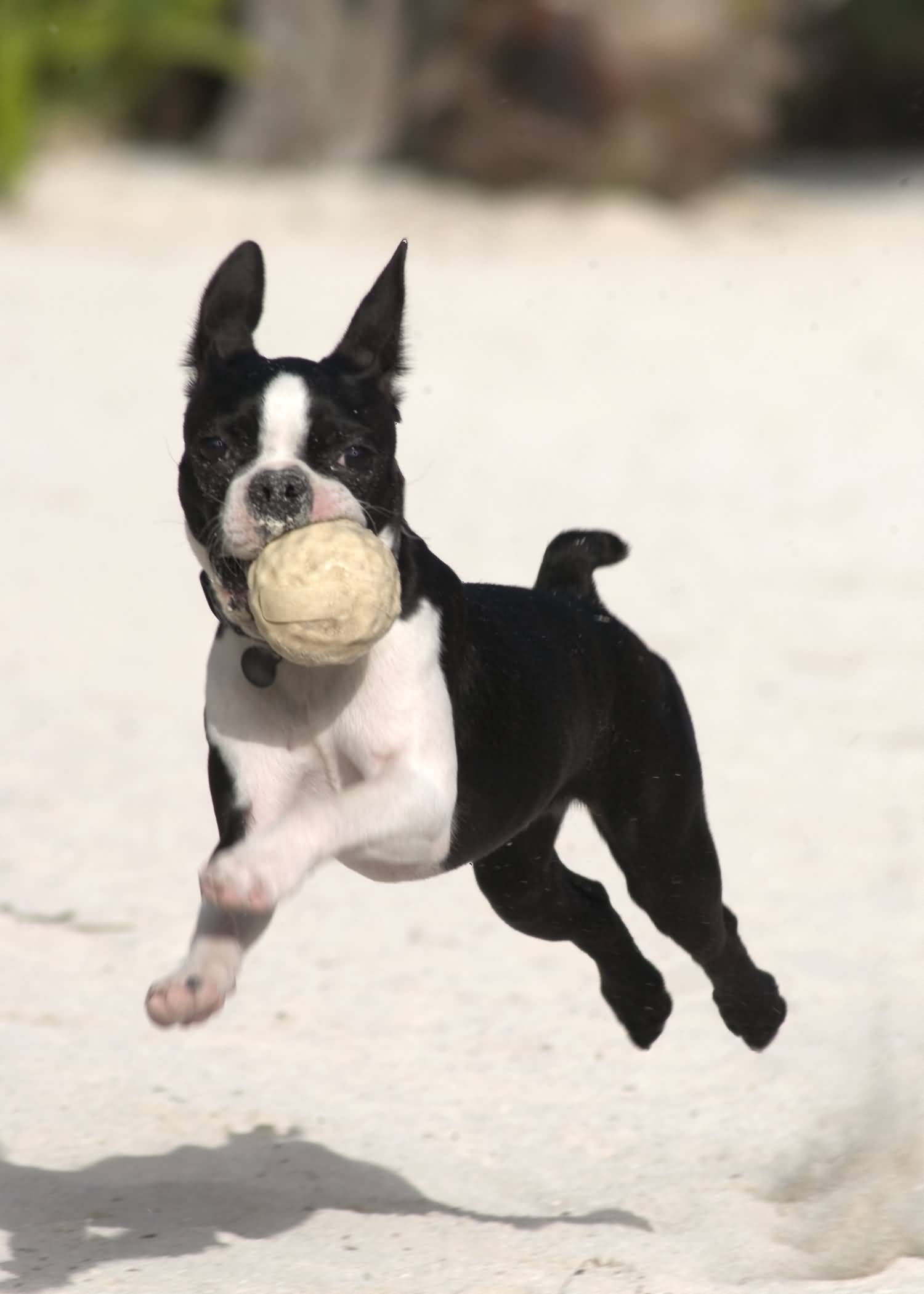 Boston Terrier Dog Catching Ball