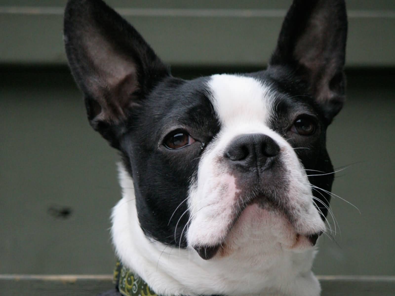 Boston Terrier Dog Closeup Face