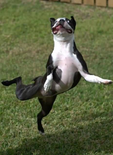 Boston Terrier Dog Crazy Jump Picture