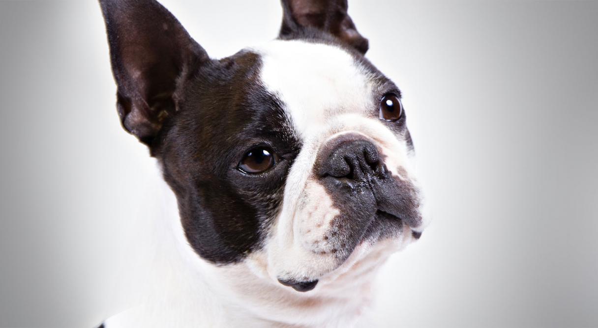Boston Terrier Dog Face Closeup