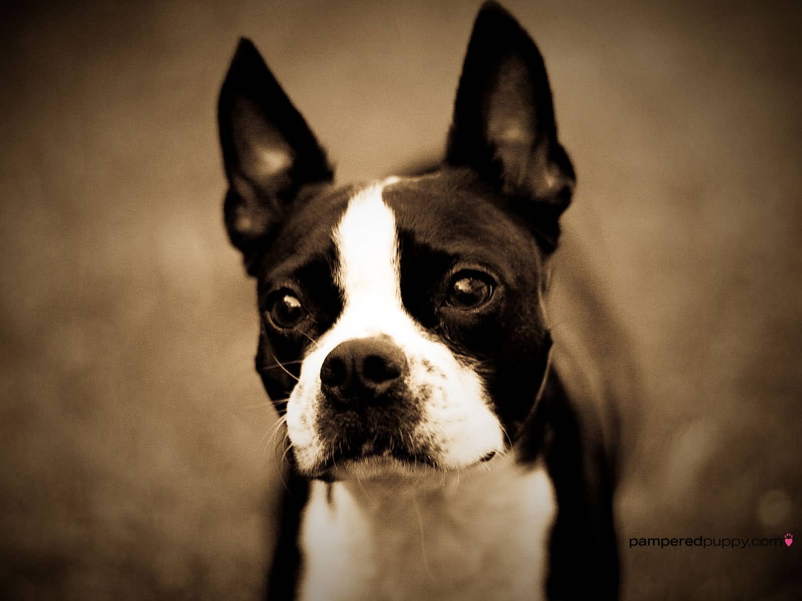 Boston Terrier Dog Face Picture