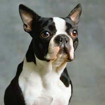 Boston Terrier Dog Face