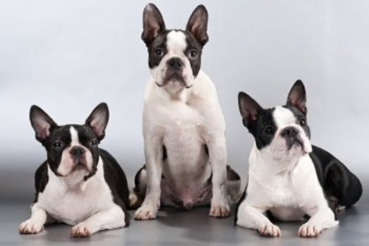 Boston Terrier Dog Family