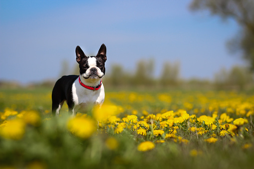 Boston Terrier Dog In Flowers Field