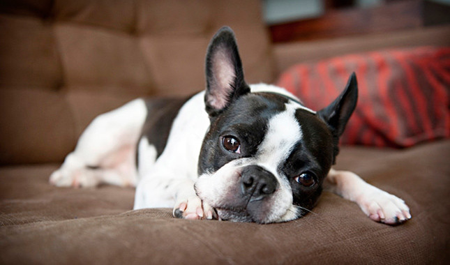 Boston Terrier Dog Laying On Sofa