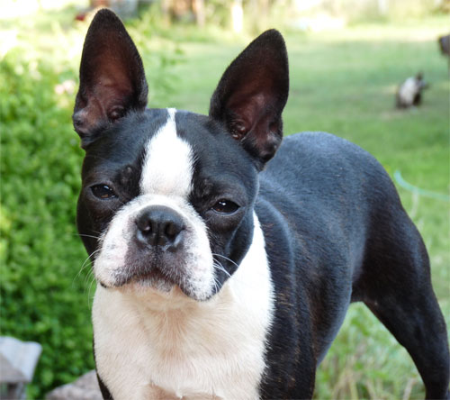 Boston Terrier Dog Looking At Camera Picture