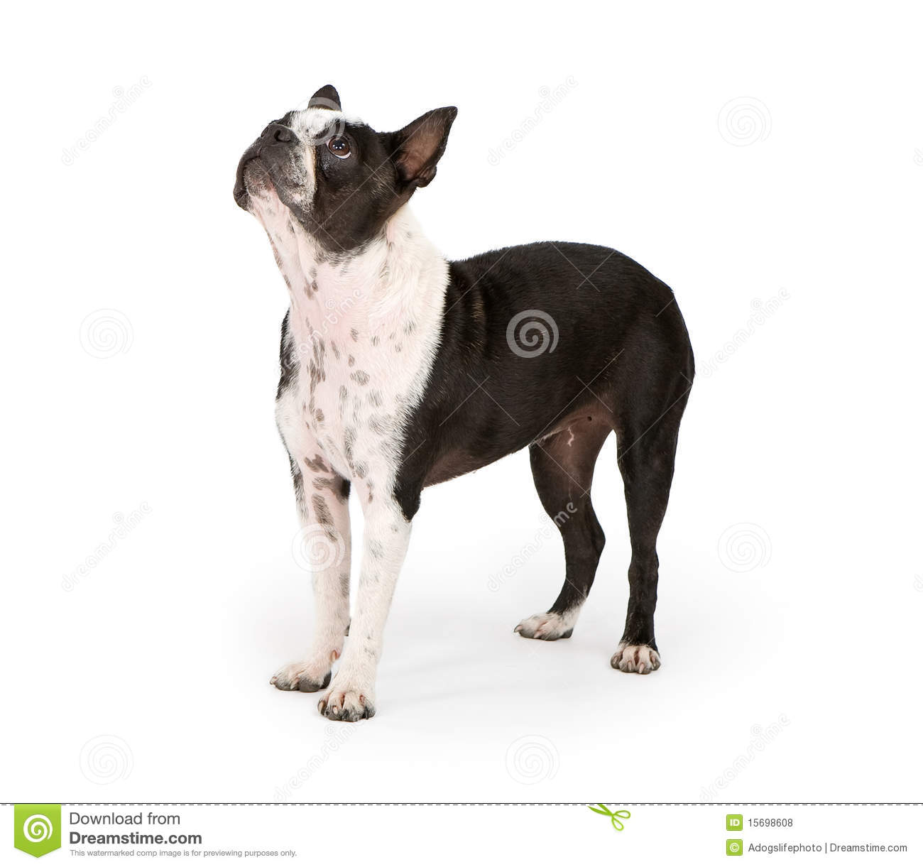 Boston Terrier Dog Looking Up