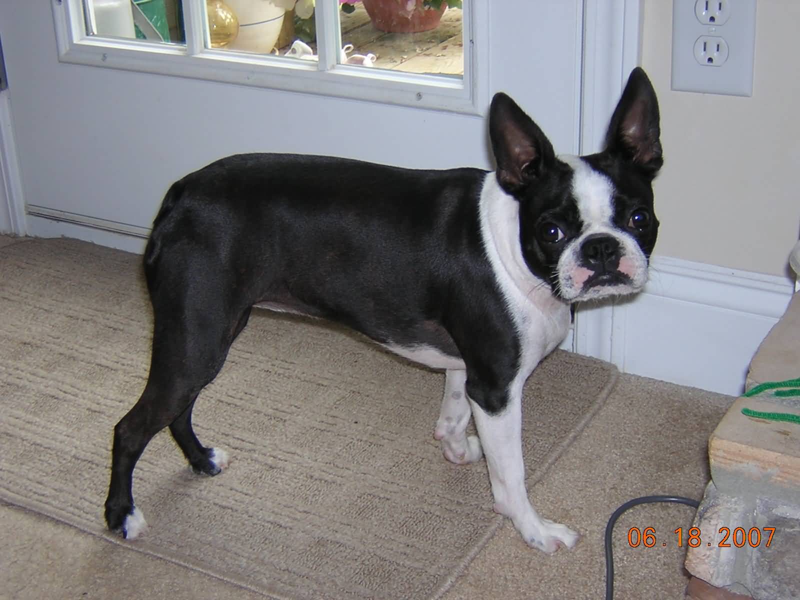 Boston Terrier Dog Picture