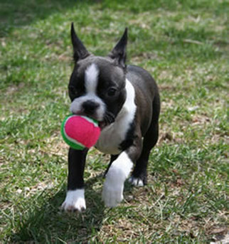 Boston Terrier Dog Playing With Ball