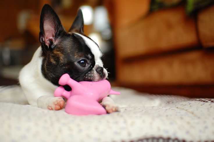 Boston Terrier Dog Playing With Toy