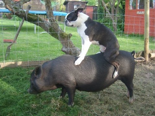 Boston Terrier Dog Riding A Pig