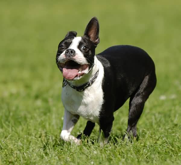 Boston Terrier Dog Running Image