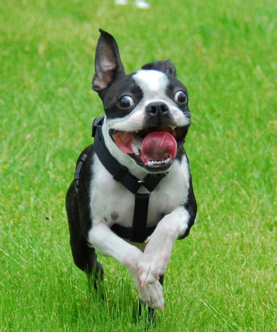 Boston Terrier Dog Running Picture