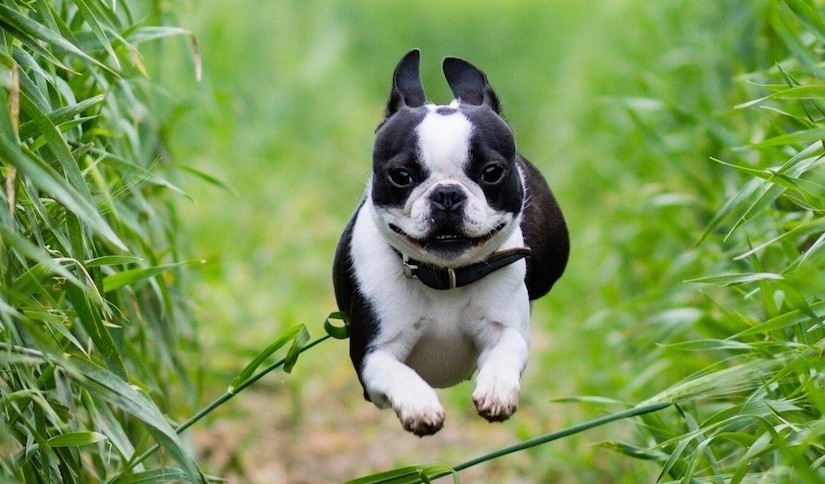 Boston Terrier Dog Running
