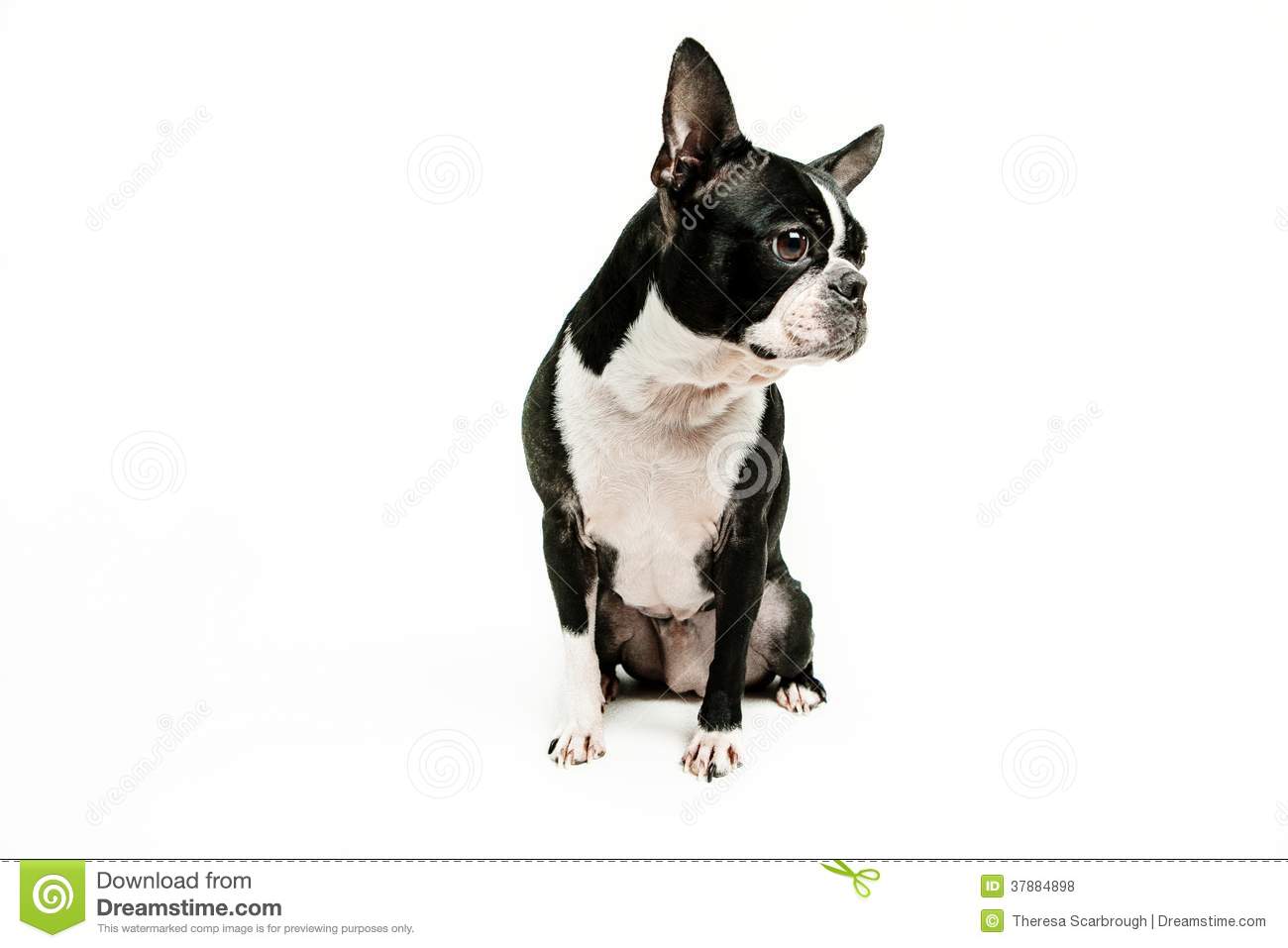 Boston Terrier Dog Sitting Looking To Side