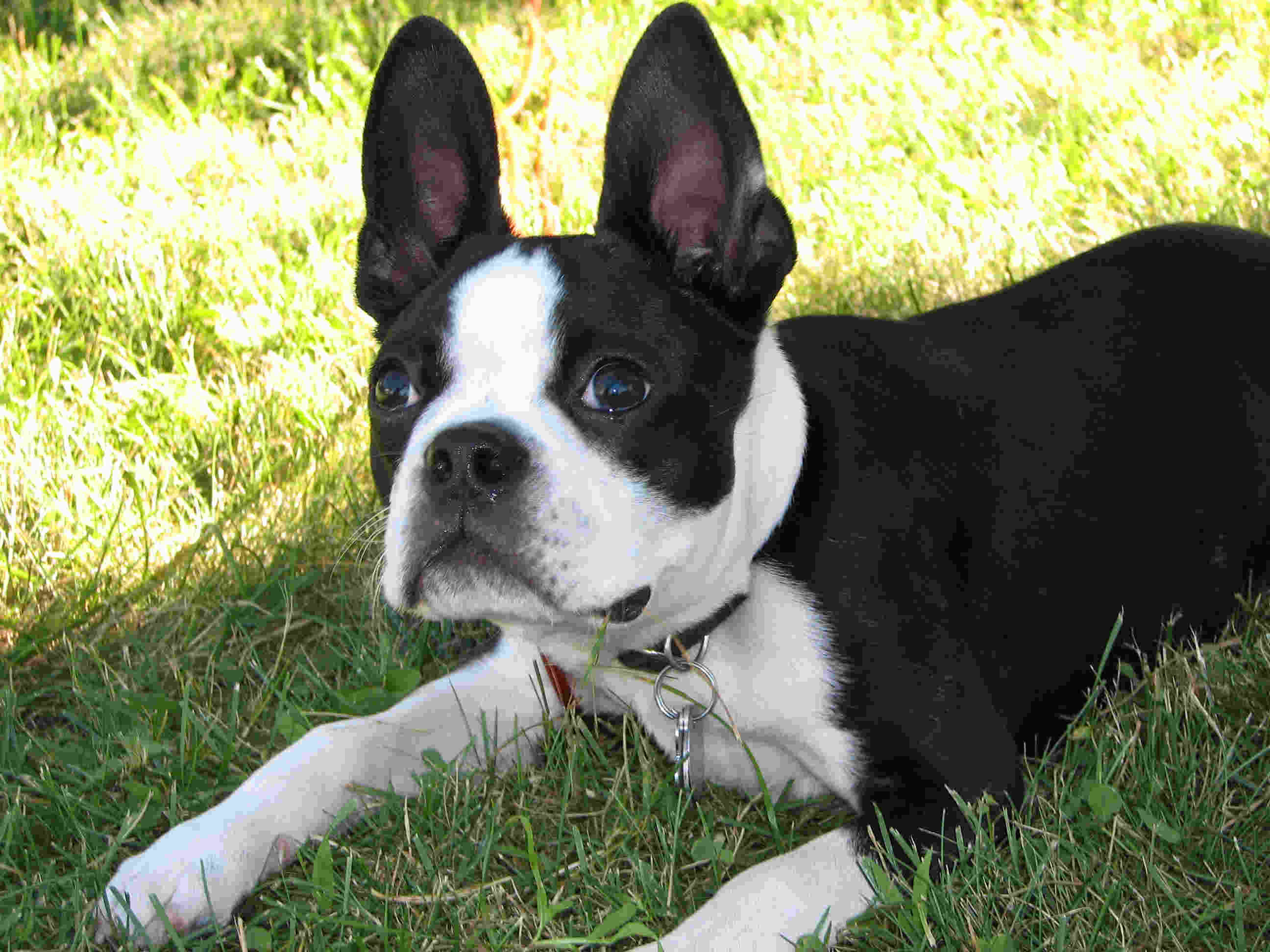 Boston Terrier Dog Sitting Picture
