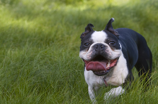 Boston Terrier Opens Mouth And Prepares To Devour The World