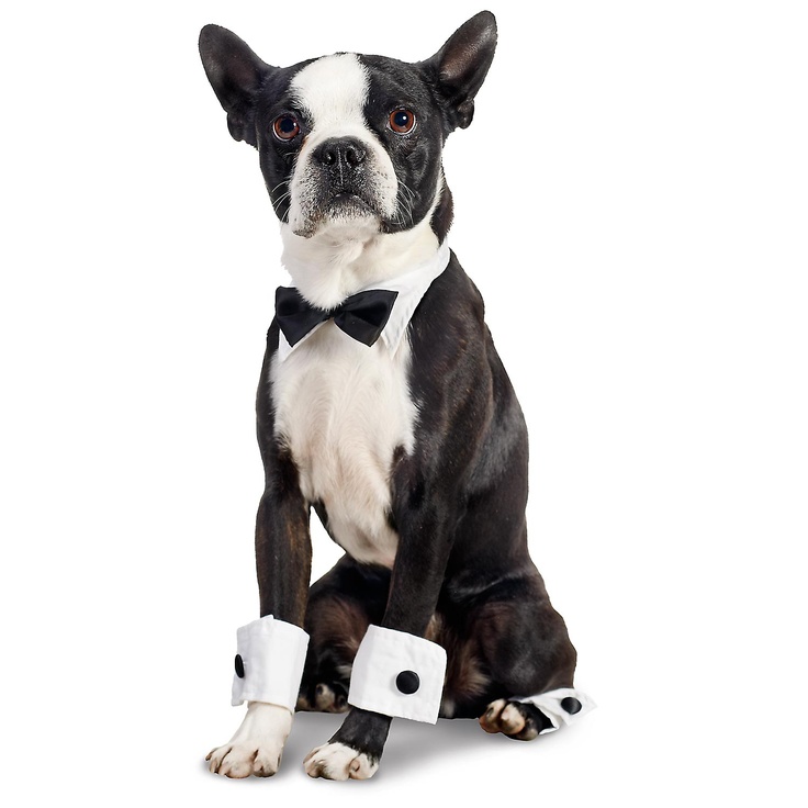 Boston Terrier Dog Wearing Bow Tie Picture