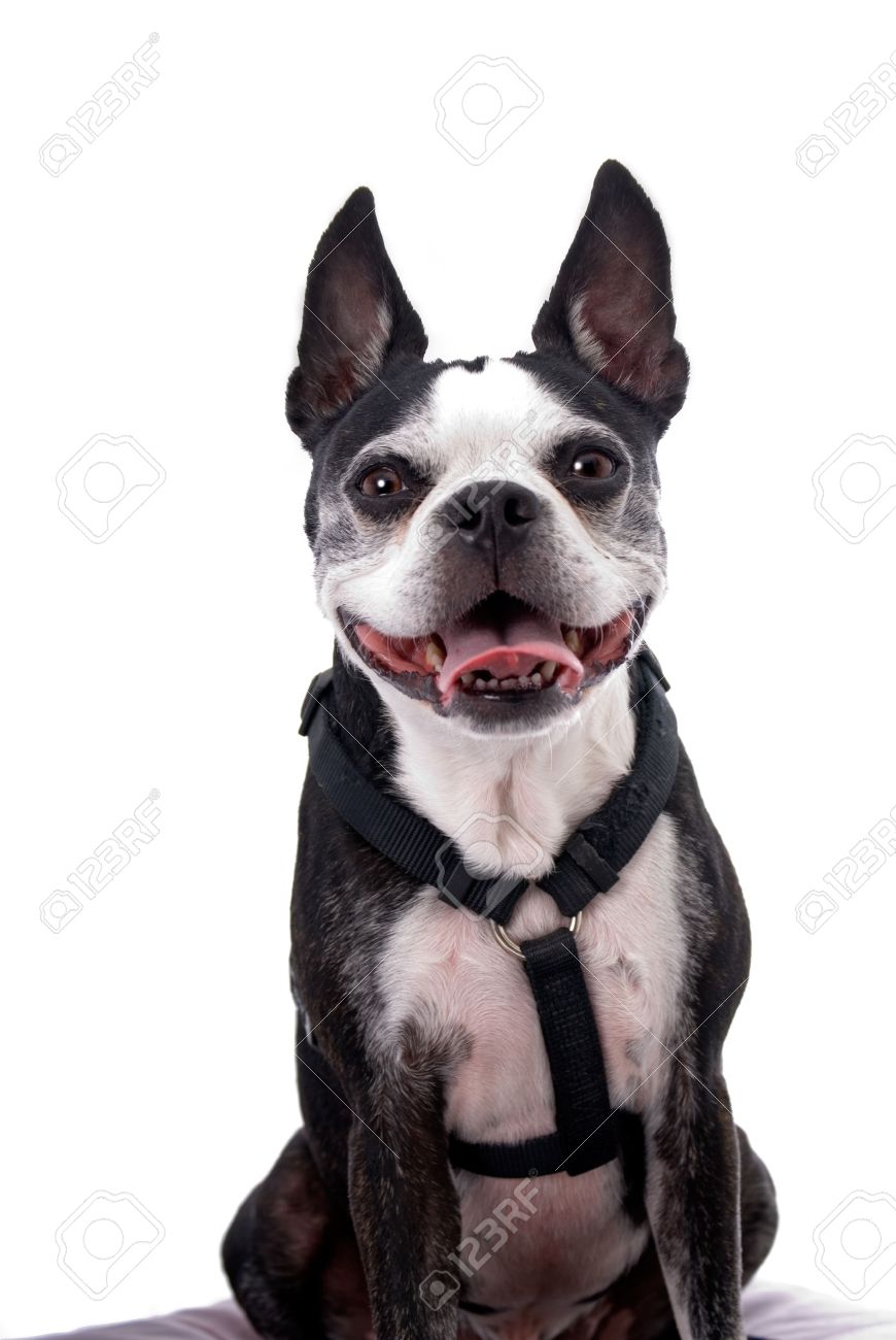 Boston Terrier Dog Wearing Harness