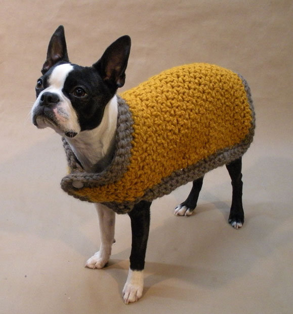 Boston Terrier Dog Wearing Sweater