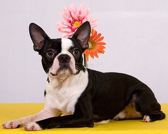 Boston Terrier Dog With Flowers