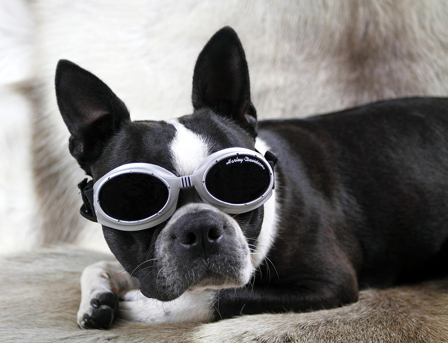 Boston Terrier Dog With Sunglasses