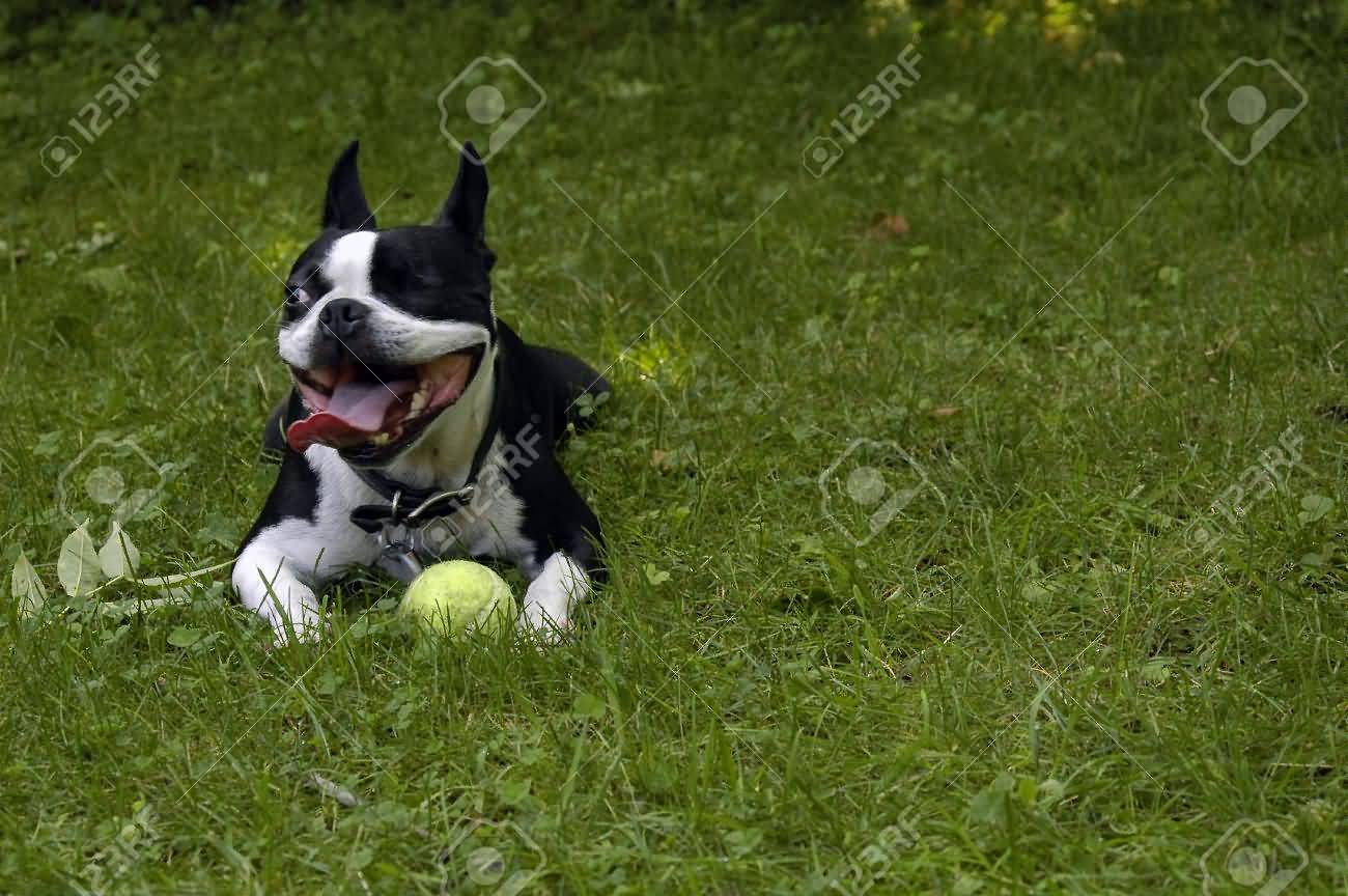 Boston Terrier Dog With Tennis Ball