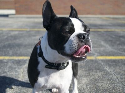 Boston Terrier Dog With Tongue Out