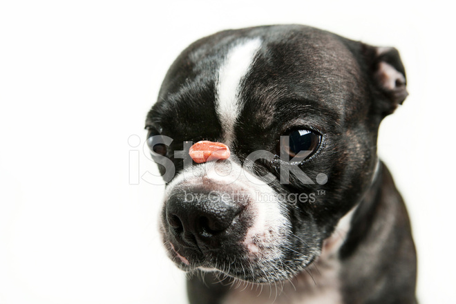 Boston Terrier Dog With Treat On Nose