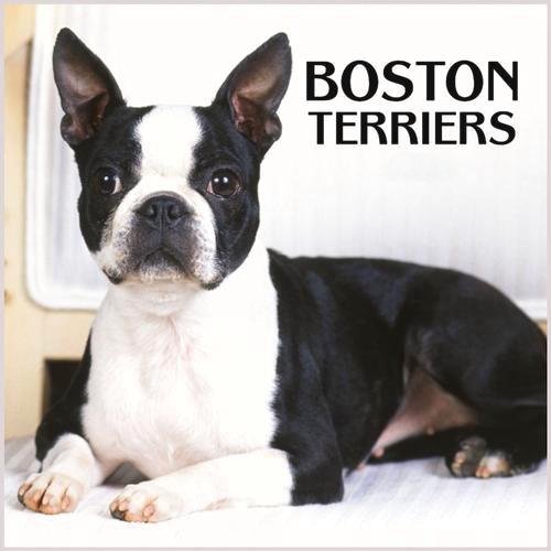 Boston Terrier Dog