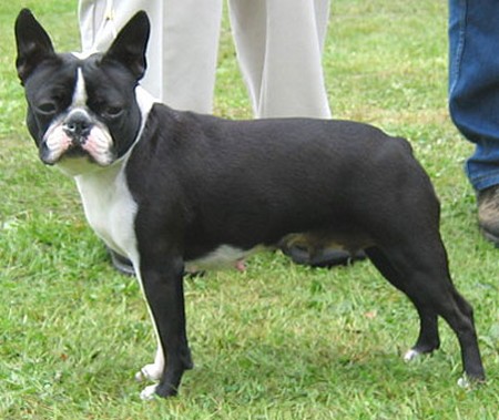 Boston Terrier Female Dog