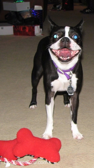 Boston Terrier Funny Face Picture