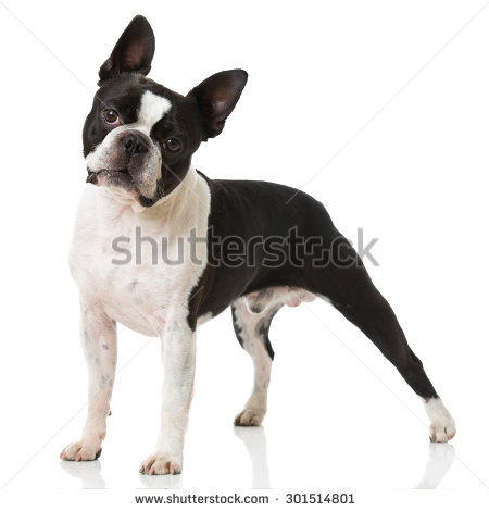 Boston Terrier Male Dog Picture