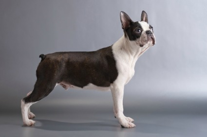 Boston Terrier Male Dog Without Tail
