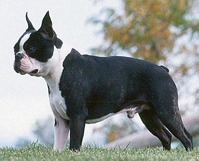 Boston Terrier Male Dog
