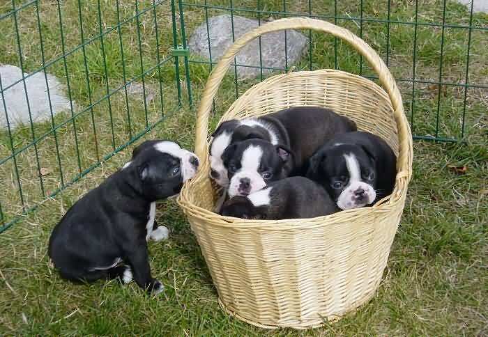 Boston Terrier Puppies Picture
