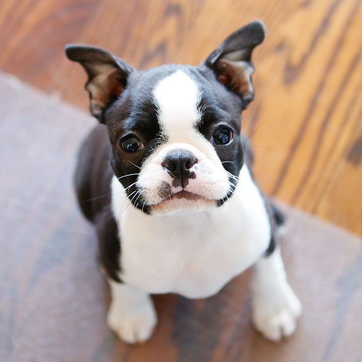 Boston Terrier Puppy Looking Up