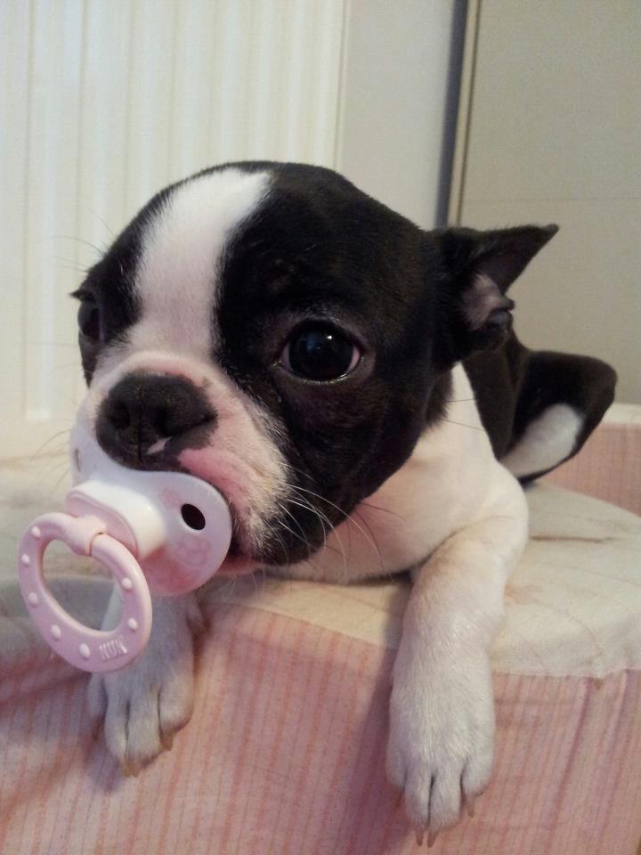 Boston Terrier Puppy With Pacifier