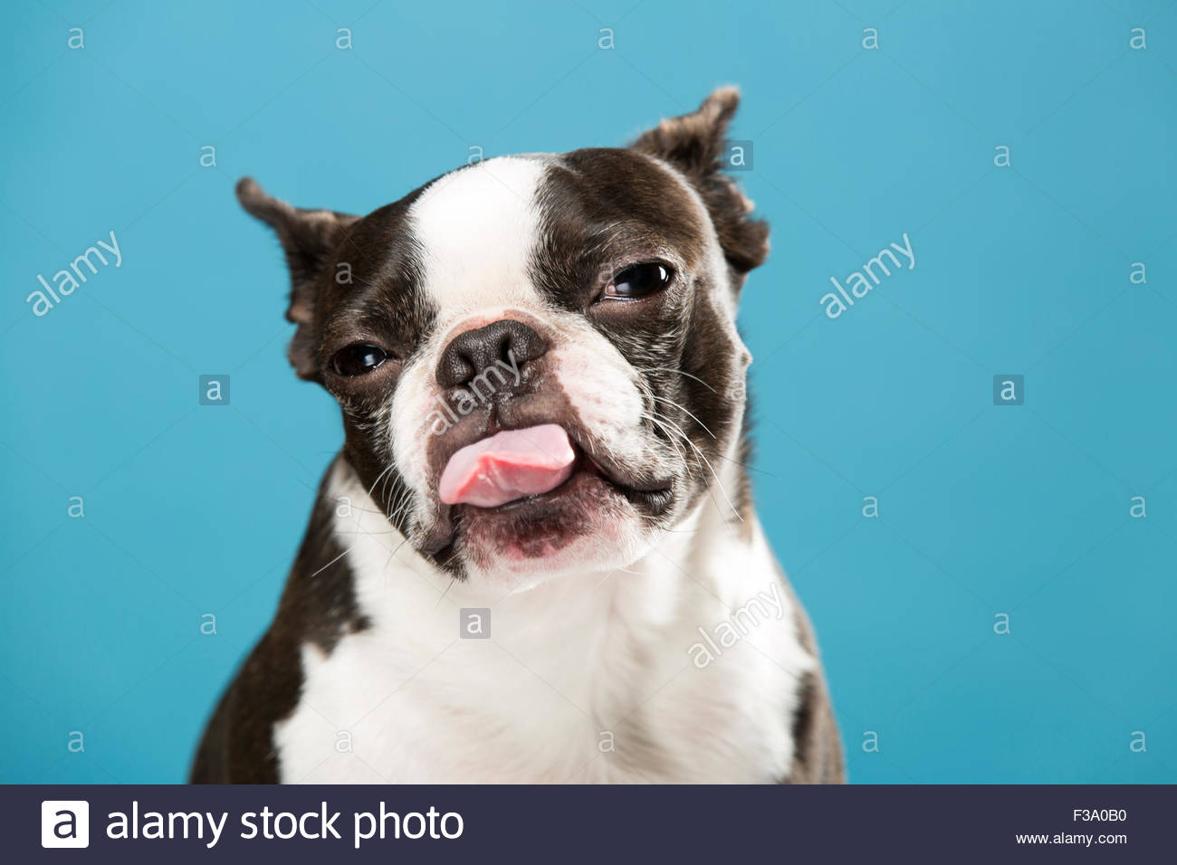 Boston Terrier Puppy With Tongue Out