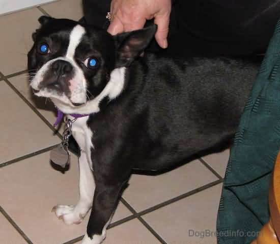 Boston Terrier Standing Looking At Camera